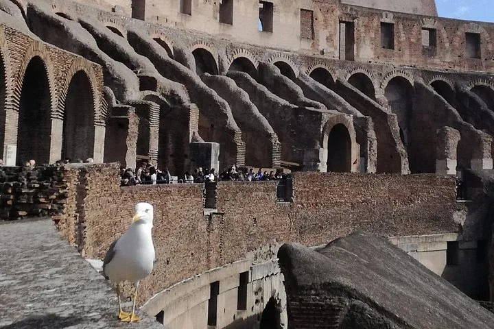 Seagull perched on ancient masonry inside the Colosseum