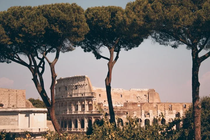 The Colosseum framed by umbrella pines